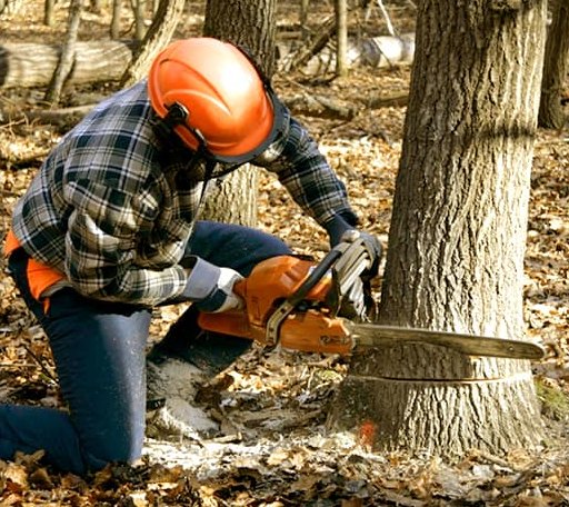 Tree Removal in Deer Lodge, TN